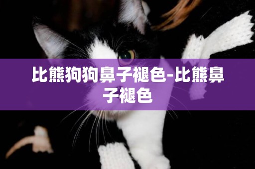 比熊狗狗鼻子褪色-比熊鼻子褪色