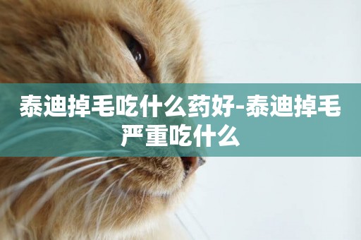 泰迪掉毛吃什么藥好-泰迪掉毛嚴重吃什么