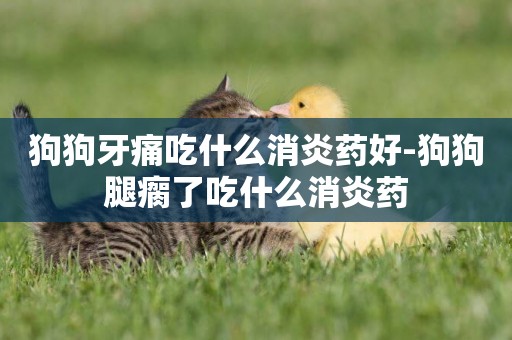 狗狗牙痛吃什么消炎藥好-狗狗腿瘸了吃什么消炎藥