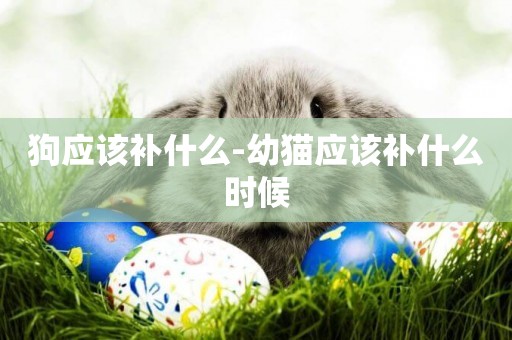 狗應該補什么-幼貓應該補什么時候