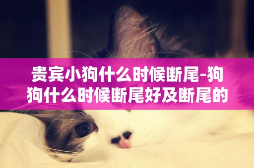 貴賓小狗什么時候斷尾-狗狗什么時候斷尾好及斷尾的最佳時間