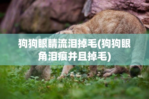 狗狗眼睛流淚掉毛(狗狗眼角淚痕并且掉毛)