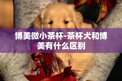 博美微小茶杯-茶杯犬和博美有什么區別