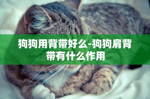 狗狗用背帶好么-狗狗肩背帶有什么作用