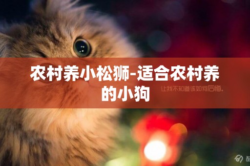 農村養小松獅-適合農村養的小狗