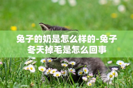 兔子的奶是怎么樣的-兔子冬天掉毛是怎么回事