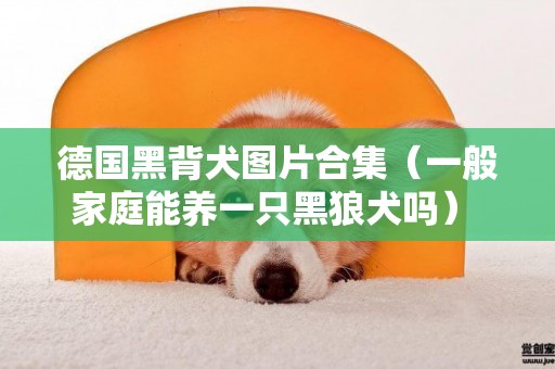 德國黑背犬圖片合集（一般家庭能養一只黑狼犬嗎） 