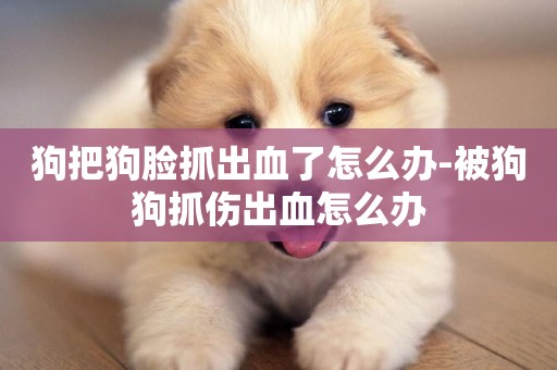狗把狗臉抓出血了怎么辦-被狗狗抓傷出血怎么辦