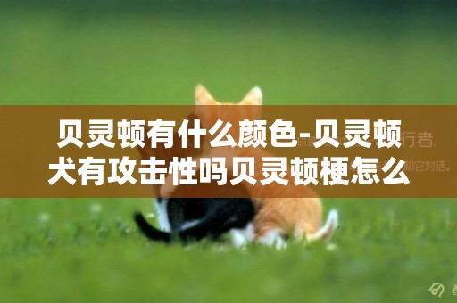貝靈頓有什么顏色-貝靈頓犬有攻擊性嗎貝靈頓梗怎么樣