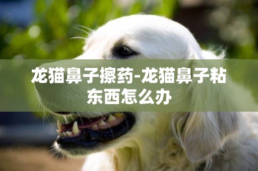 龍貓鼻子擦藥-龍貓鼻子粘東西怎么辦