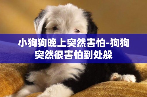 小狗狗晚上突然害怕-狗狗突然很害怕到處躲