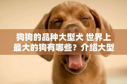 狗狗的品種大型犬 世界上最大的狗有哪些？介紹大型犬種！ 