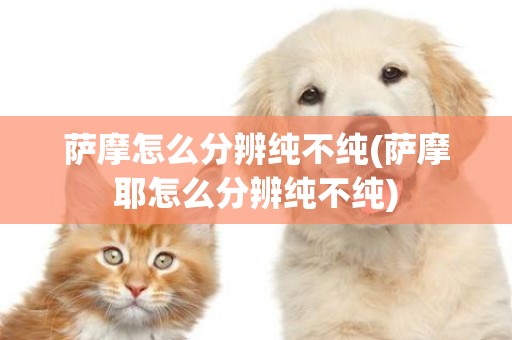 薩摩怎么分辨純不純(薩摩耶怎么分辨純不純)