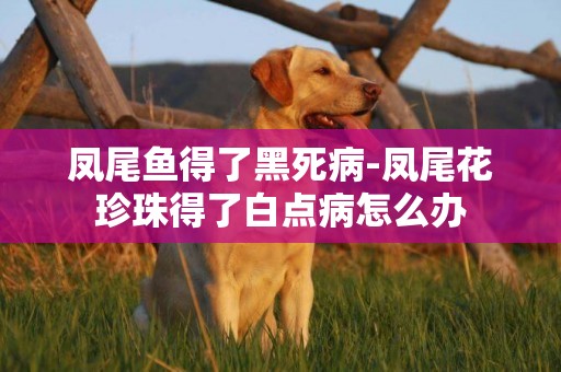 鳳尾魚得了黑死病-鳳尾花珍珠得了白點病怎么辦