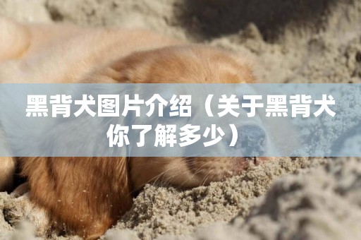 黑背犬圖片介紹（關于黑背犬你了解多少） 