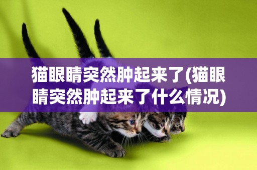 貓眼睛突然腫起來了(貓眼睛突然腫起來了什么情況)