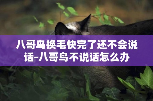 八哥鳥換毛快完了還不會說話-八哥鳥不說話怎么辦