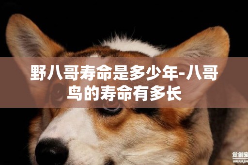 野八哥壽命是多少年-八哥鳥的壽命有多長