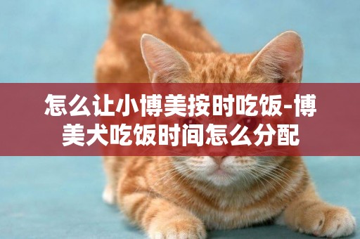 怎么讓小博美按時吃飯-博美犬吃飯時間怎么分配