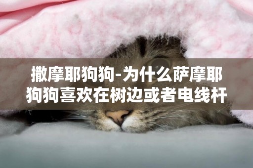 撒摩耶狗狗-為什么薩摩耶狗狗喜歡在樹邊或者電線桿旁尿尿呢