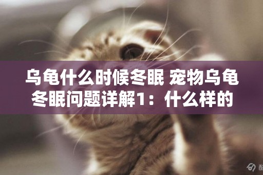 烏龜什么時候冬眠 寵物烏龜冬眠問題詳解1：什么樣的烏龜適合冬眠 