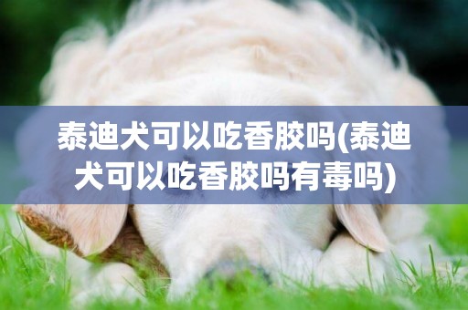 泰迪犬可以吃香膠嗎(泰迪犬可以吃香膠嗎有毒嗎)