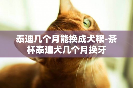 泰迪幾個月能換成犬糧-茶杯泰迪犬幾個月換牙