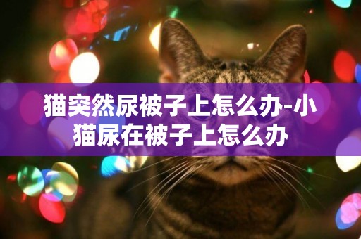 貓突然尿被子上怎么辦-小貓尿在被子上怎么辦