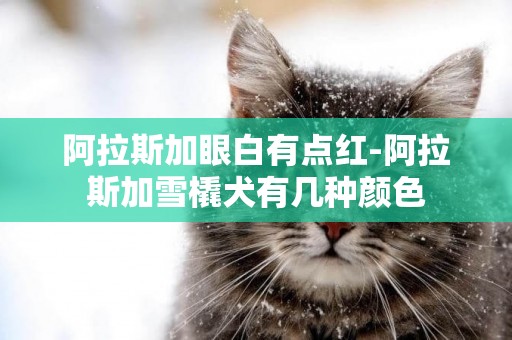 阿拉斯加眼白有點紅-阿拉斯加雪橇犬有幾種顏色