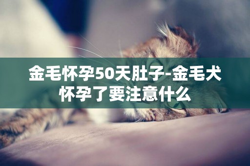 金毛懷孕50天肚子-金毛犬懷孕了要注意什么