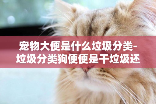 寵物大便是什么垃圾分類-垃圾分類狗便便是干垃圾還是是垃圾