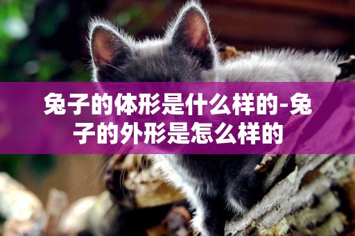 兔子的體形是什么樣的-兔子的外形是怎么樣的