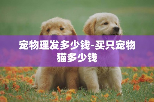 寵物理發多少錢-買只寵物貓多少錢