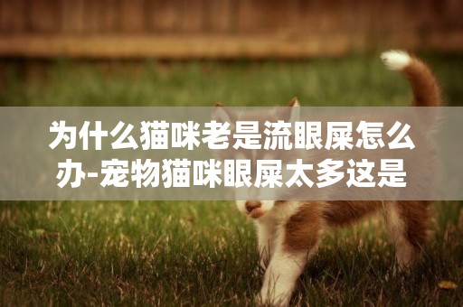 為什么貓咪老是流眼屎怎么辦-寵物貓咪眼屎太多這是怎么回事