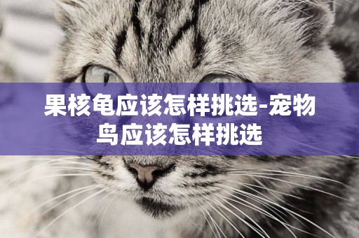 果核龜應該怎樣挑選-寵物鳥應該怎樣挑選