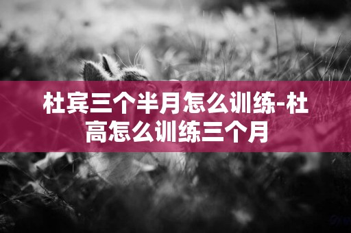 杜賓三個半月怎么訓練-杜高怎么訓練三個月