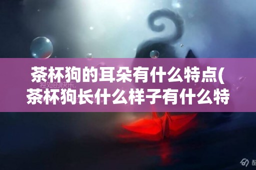 茶杯狗的耳朵有什么特點(茶杯狗長什么樣子有什么特點)