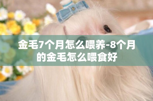 金毛7個月怎么喂養-8個月的金毛怎么喂食好