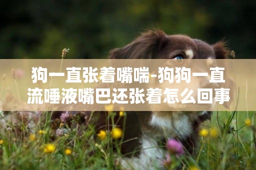 狗一直張著嘴喘-狗狗一直流唾液嘴巴還張著怎么回事