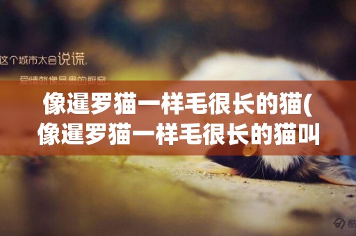 像暹羅貓一樣毛很長的貓(像暹羅貓一樣毛很長的貓叫啥)