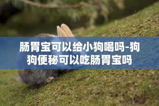 腸胃寶可以給小狗喝嗎-狗狗便秘可以吃腸胃寶嗎