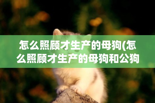 怎么照顧才生產的母狗(怎么照顧才生產的母狗和公狗)
