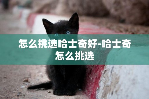 怎么挑選哈士奇好-哈士奇怎么挑選