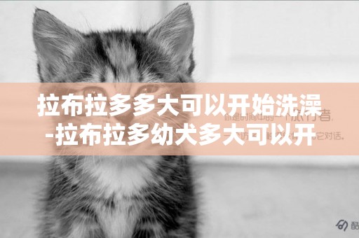 拉布拉多多大可以開始洗澡-拉布拉多幼犬多大可以開始訓練