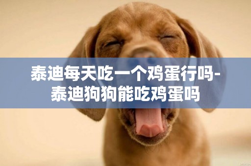 泰迪每天吃一個雞蛋行嗎-泰迪狗狗能吃雞蛋嗎