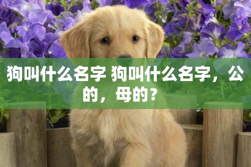 狗叫什么名字 狗叫什么名字，公的，母的？ 