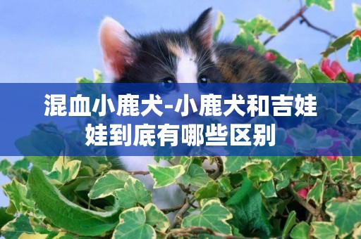 混血小鹿犬-小鹿犬和吉娃娃到底有哪些區別