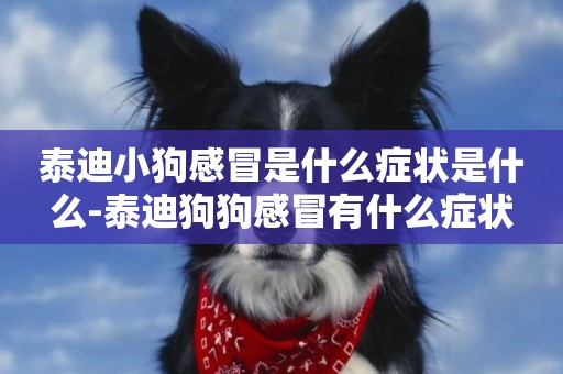 泰迪小狗感冒是什么癥狀是什么-泰迪狗狗感冒有什么癥狀