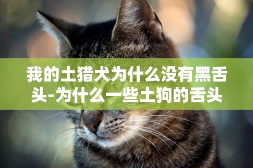 我的土獵犬為什么沒有黑舌頭-為什么一些土狗的舌頭是黑的
