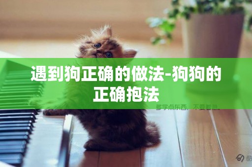 遇到狗正確的做法-狗狗的正確抱法
